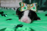 Sydney, a female Bernese Mountain Dog for sale in Trenton, MO – Photo 3 of 6