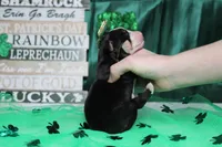 Sydney, a female Bernese Mountain Dog for sale in Trenton, MO – Photo 5 of 6