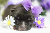 Honey , a female Akita for sale in Trenton, MO – Photo 5 of 10