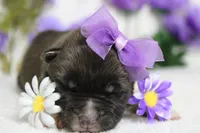 Honey , a female Akita for sale in Trenton, MO – Photo 4 of 10