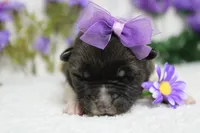 Honey , a female Akita for sale in Trenton, MO – Photo 3 of 10