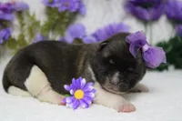 Honey , a female Akita for sale in Trenton, MO – Photo 10 of 10