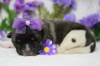 Honey , a female Akita for sale in Trenton, MO – Photo 9 of 10