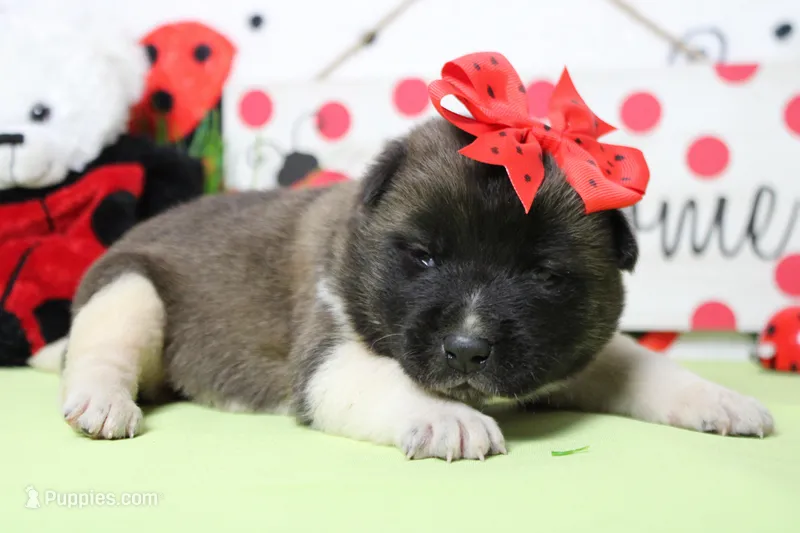 Honey  – Akita puppy for sale in Trenton, MO
