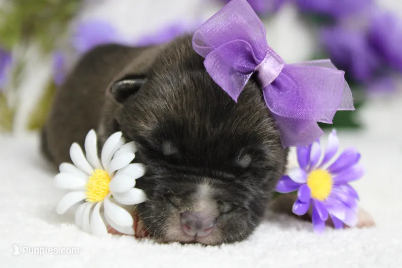 Honey  – Akita puppy for sale in Trenton, MO