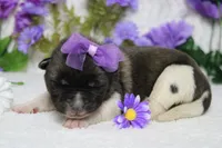 Honey , a female Akita for sale in Trenton, MO – Photo 8 of 10