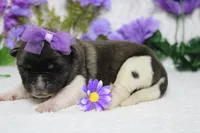 Honey , a female Akita for sale in Trenton, MO – Photo 7 of 10