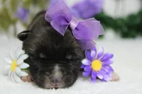 Honey , a female Akita for sale in Trenton, MO – Photo 6 of 10