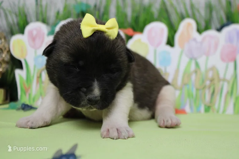 Honey  – Akita puppy for sale in Trenton, MO