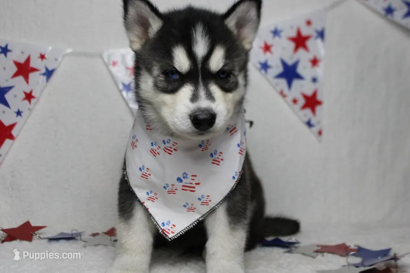 Koda  – Siberian Husky puppy for sale in Trenton, MO