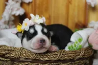 Sasha , a female Siberian Husky for sale in Trenton, MO – 3 of 8
