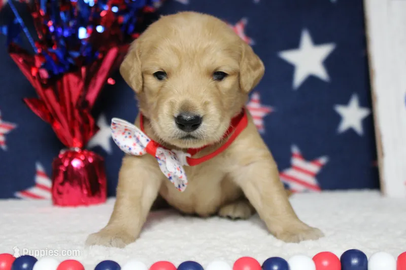 Brioche  – Golden Retriever puppy for sale in Trenton, MO