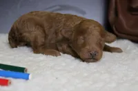 Valencia , a female Poodle - Miniature  for sale in Trenton, MO – 5 of 7