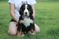 Moose , a male Bernese Mountain Dog for sale in Trenton, MO – 2 of 10