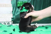 Cooper , a male Bernese Mountain Dog for sale in Trenton, MO – Photo 7 of 8