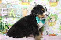Cooper , a male Bernese Mountain Dog for sale in Trenton, MO – Photo 7 of 7