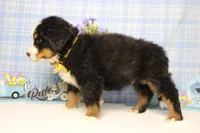 Cooper , a male Bernese Mountain Dog for sale in Trenton, MO – Photo 5 of 8
