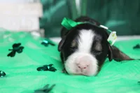 Cooper , a male Bernese Mountain Dog for sale in Trenton, MO – Photo 1 of 8