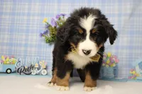 Cooper , a male Bernese Mountain Dog for sale in Trenton, MO – Photo 4 of 8