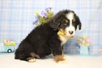 Cooper , a male Bernese Mountain Dog for sale in Trenton, MO – Photo 8 of 8