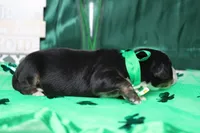 Cooper , a male Bernese Mountain Dog for sale in Trenton, MO – Photo 5 of 8