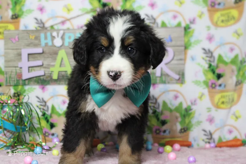 Cooper  – Bernese Mountain Dog puppy for sale in Trenton, MO
