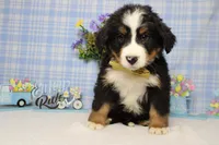 Cooper , a male Bernese Mountain Dog for sale in Trenton, MO – Photo 2 of 8