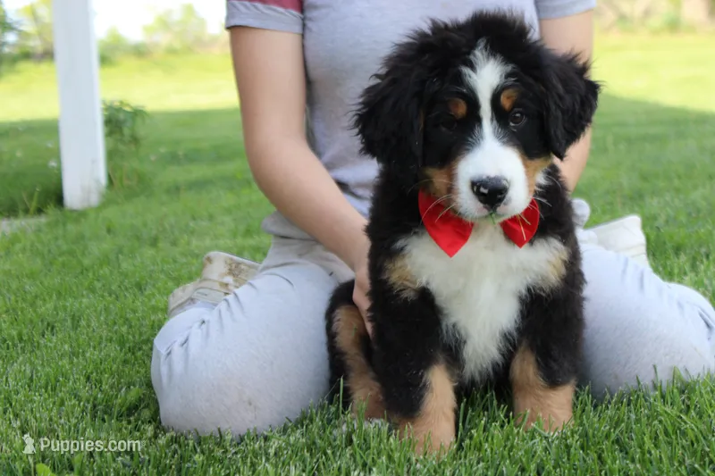 Cooper  – Bernese Mountain Dog puppy for sale in Trenton, MO