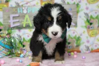 Cooper , a male Bernese Mountain Dog for sale in Trenton, MO – Photo 2 of 7