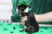 Cooper , a male Bernese Mountain Dog for sale in Trenton, MO – Photo 8 of 8