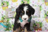 Cooper , a male Bernese Mountain Dog for sale in Trenton, MO – Photo 5 of 7