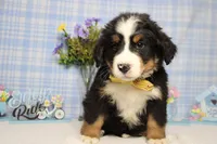 Cooper , a male Bernese Mountain Dog for sale in Trenton, MO – Photo 3 of 8