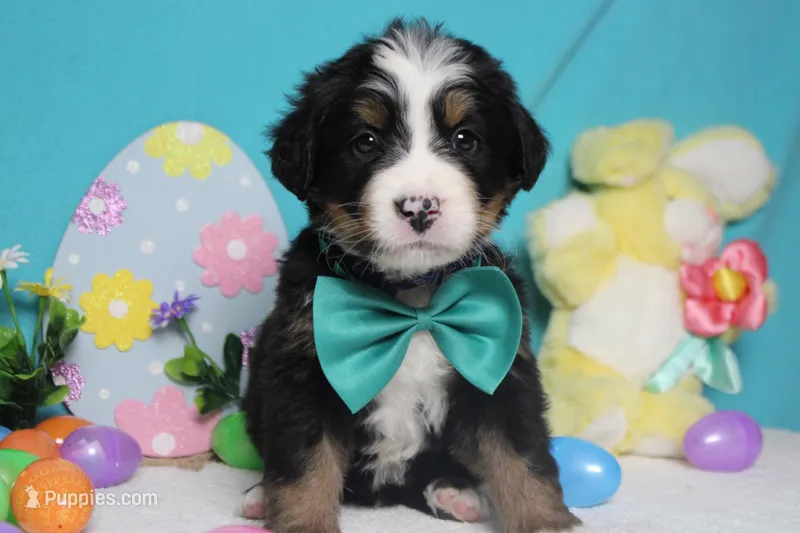 Cooper  – Bernese Mountain Dog puppy for sale in Trenton, MO