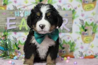 Cooper , a male Bernese Mountain Dog for sale in Trenton, MO – Photo 3 of 7