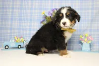 Cooper , a male Bernese Mountain Dog for sale in Trenton, MO – Photo 6 of 8