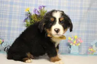 Cooper , a male Bernese Mountain Dog for sale in Trenton, MO – Photo 7 of 8