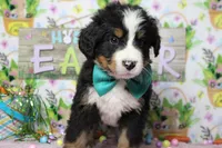 Cooper , a male Bernese Mountain Dog for sale in Trenton, MO – Photo 4 of 7