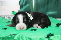 Cooper , a male Bernese Mountain Dog for sale in Trenton, MO – Photo 3 of 8