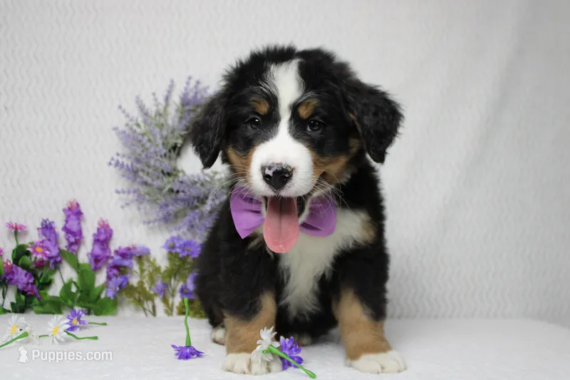 Cooper  – Bernese Mountain Dog puppy for sale in Trenton, MO