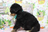 Cooper , a male Bernese Mountain Dog for sale in Trenton, MO – Photo 6 of 7