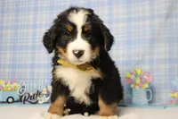 Cooper , a male Bernese Mountain Dog for sale in Trenton, MO – Photo 1 of 8