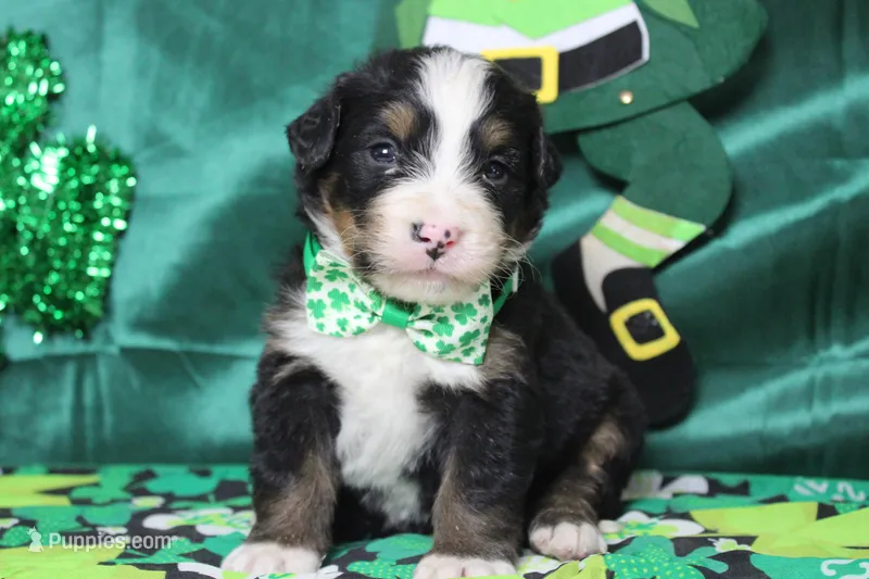 Cooper  – Bernese Mountain Dog puppy for sale in Trenton, MO