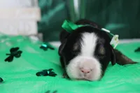 Cooper , a male Bernese Mountain Dog for sale in Trenton, MO – Photo 2 of 8