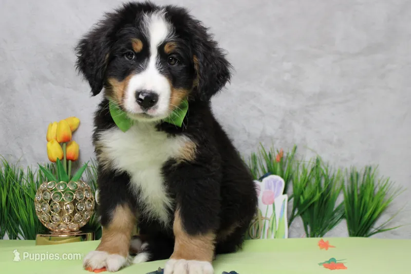 Cooper  – Bernese Mountain Dog puppy for sale in Trenton, MO