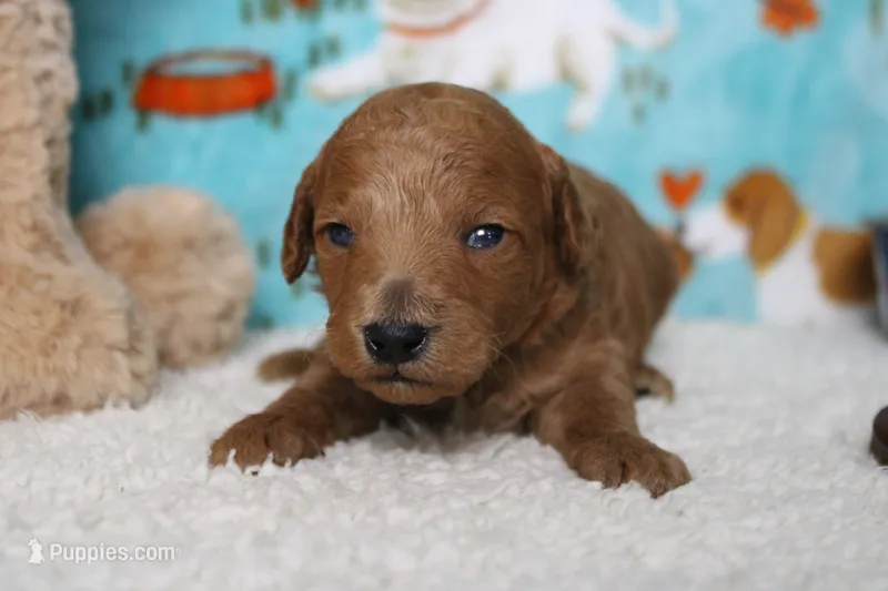 Seville – Poodle - Miniature  puppy for sale in Trenton, MO