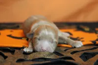 Athos , a male Havapoo for sale in Trenton, MO – 3 of 7