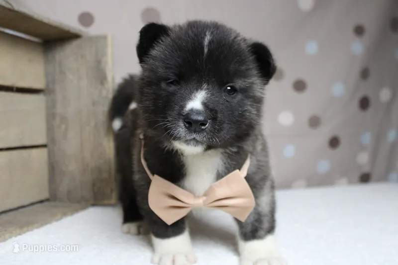 Gala – Akita puppy for sale in Trenton, MO