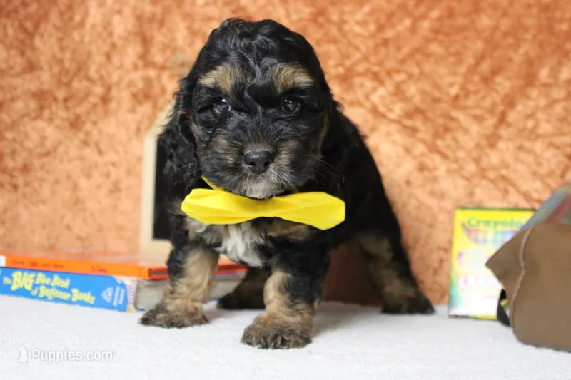 Rocky  – Cockapoo puppy for sale in Trenton, MO