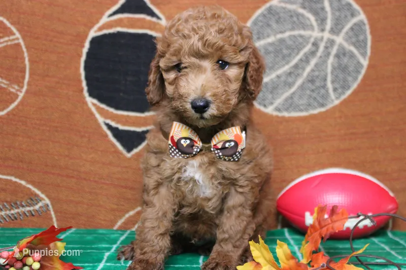 Seville – Poodle - Miniature  puppy for sale in Trenton, MO