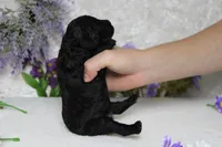 Peppercorn , a male Poodle - Toy  for sale in Trenton, MO – 8 of 10